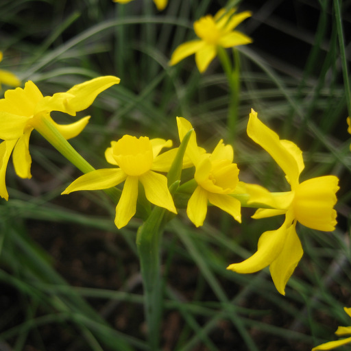 Narcissus fernandesii ex Archibald